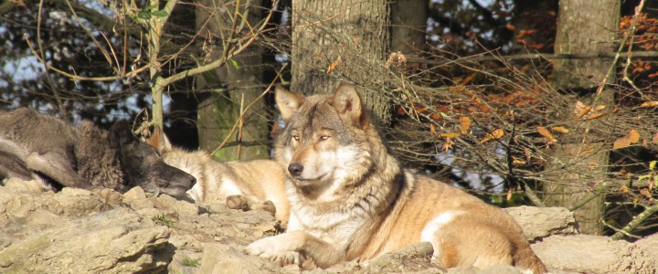 Ein Besuch im Wildpark Bad Mergentheim