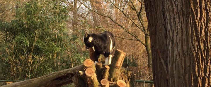 Tiere hautnah erleben im Tierpark Nymphaea in Esslingen