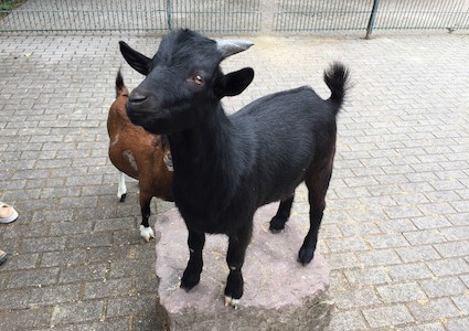 Wildpark Pforzheim Zicklein im Streichelzoo