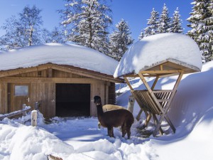 Kinderhotel Oberjoch Minizoo Alpakas