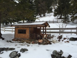 Ziege im Streichelzoo im Kinderhotel Oberjoch