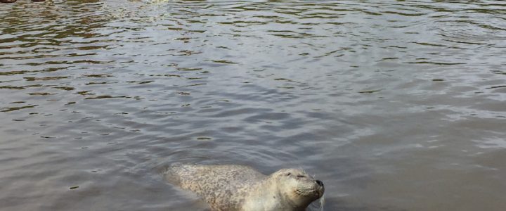 Seehund im Westküstenpark